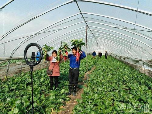 安徽宿州蒿沟乡新闻头条,聚焦乡村振兴新篇章