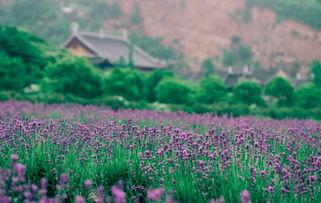 无锡雪浪山网红景区图片,网红景区的绿意盎然与人文风情