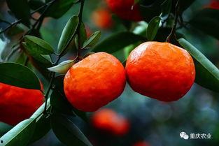 万州红桔网,探寻重庆万州红桔的独特魅力与产业风采