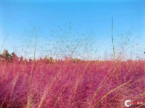 南宁枫林新闻头条,揭秘枫林社区发展新篇章