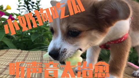 小狗可以吃刺瓜吗,宠物小狗能否享用的健康零食？