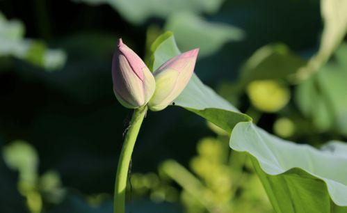 含苞待放在线观看,青春绽放的瞬间，在线观看感动来袭