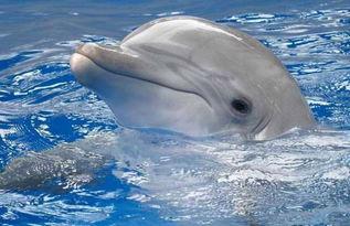 蟑螂公鸡海豚明星