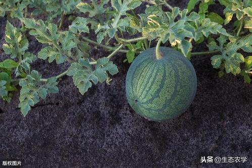 腐熟瓜怎么吃,腐熟瓜的多样食用方法探索